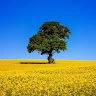 Улыбальник